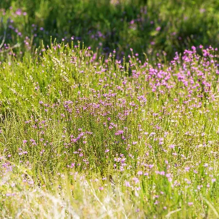 Camping 5 - Domaine Des Landes *