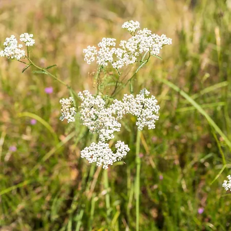 5 - Domaine Des Landes 캠프장 레스페론